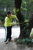 以不同方法探测树木的密度，评估树干的空心程度：敲击法