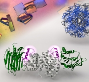 X-ray crystallography reveals the molecular structure of the helper proteins UreF-UreH that are responsible for delivering nickel ions to the urease.