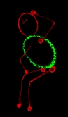 Germinating pollen tubes highlighted by fluorescent dye; the pollen tube is an excellent cell system for protein trafficking study.
(Image by Dr. Wang Hao)