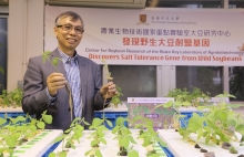 Prof. Lam Hon-ming shows the difference of salt tolerant soybean and salt sensitive soybean.