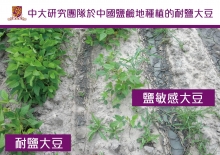 Salt tolerant soybean and salt sensitive soybean tested on saline lands in China.