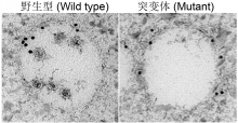 TEM (transmission electron microscope) images showing the differences of multivesicular bodies (MVBs) in wild type and mutant plant cells.