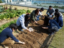 「天台种植计划」让中大社群亲身参与耕种