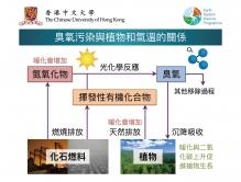 The interplay between vegetation and warming on ozone air pollution.