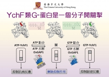 林汉明教授破解水稻YchF类Ｇ蛋白的结构与功能。