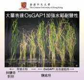 OsGAP1对增强农作物耐逆能力的效用。