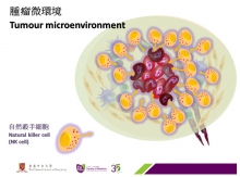 The target of the new suggested immunotherapy approach is to resume the immunity of NK cells through inhibition of Smad3, thus to kill cancer cells.