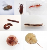 Arthropods