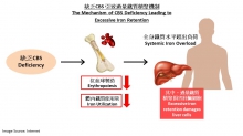 缺乏CBS引致过量铁质积聚机制