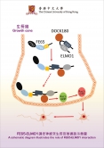 A schematic diagram illustrates the role of FE65-ELMO1 interaction. In a growth cone, FE65 recruits the complex of ELMO1 and DOCK180, and together they form FE65-ELMO1-DOCK180 complex. It is targeted to the plasma membrane to promote Rac1 activation and thereby neurite outgrowth.