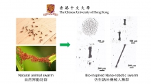 The nano-robotic swarm is inspired by and learnt from animal behaviours, such as ant swarm.