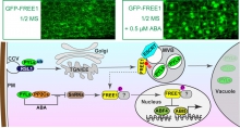 Schematic diagram of the involvement of the FREE1 protein in the regulation of ABA signalling in plants. The FREE1 protein enters the nucleus in response to the ABA signal (upper panel). The FREE1 protein forms an ESCRT complex that regulates ABA receptor PYLs transport to vacuolar degradation in the cytoplasm, and enters the nucleus to regulate ABA signalling at the transcriptional level (lower panel).