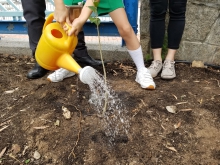 渔农自然护理署向每所参与「受保护植物校本STEM保育」计划的学校，捐赠三株本地受保护物种土沉香 Aquilaria sinensis (Lour.) Spreng的树苗，于校园内种植。