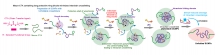 The mechanism of preparing the single chain nano object: The new approach for scaling up the production of single chain nano gels with over 20-fold increase in efficiency compared with conventional methods.