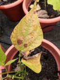 The plant’s foliar is damaged by high intensity of ozone, thus showing more red mottles.