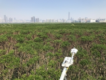 The view of subtropical mangrove in Mai Po from the top of the eddy covariance tower.