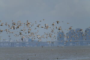 Flock of waders flying over Deep Bay with the skyline of the megacity of Shenzhen in the backdrop. (Photo: Professor Joe Lee Shing-yip)