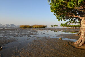 后海灣的矮紅樹林（以及入侵的米草屬植物），同樣以深圳為背景。（李成業教授提供圖片）