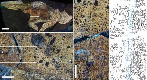 Laser-stimulated fluorescence (LSF) image of the whole Psittacosaurus specimen showing the location of the umbilical scar. Insets show the umbilical scar close-up, including the distinctive scales surrounding it (highlighted in blue in the line drawing). <br />
Image credit: Bell et al. 2022.