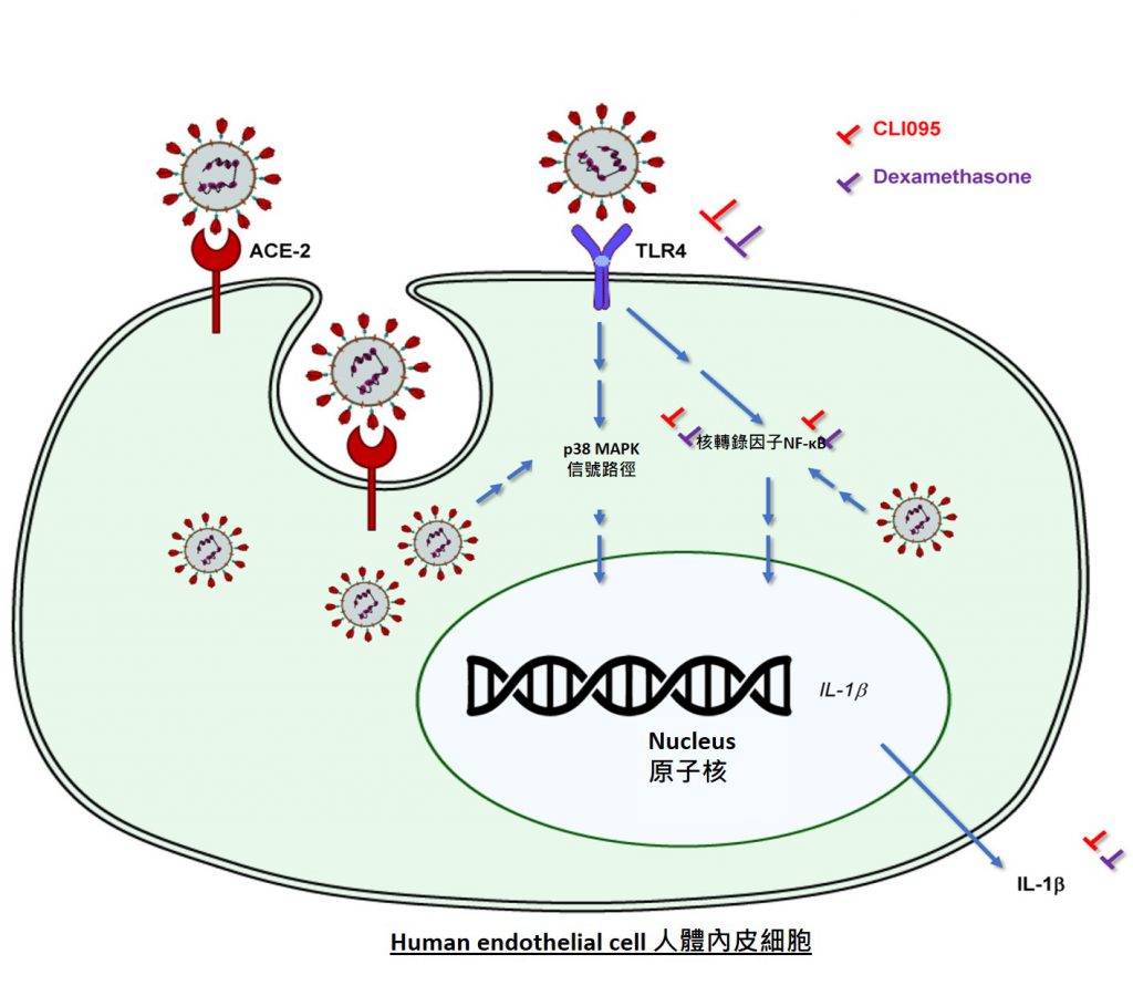 The study shows that endothelial TLR4 can recognise SARS-CoV-2 and contribute to vascular inflammation after being activated.