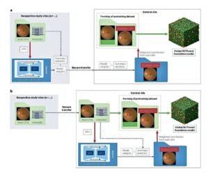 The medical AI foundation model features a flexible, two-pronged<br />
data-sharing framework, which allows local fine-tuning of generative AI models at individual institutions, with only model weights shared centrally – ensuring no leakage of patient data. For institutions lacking GPU resources or technical expertise, the framework also supports direct sharing of de-identified data via secure infrastructure.