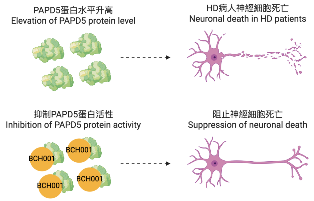 Poly(A) RNA聚合酶D5（PAPD5）在亨廷頓舞蹈症中的致病作用。