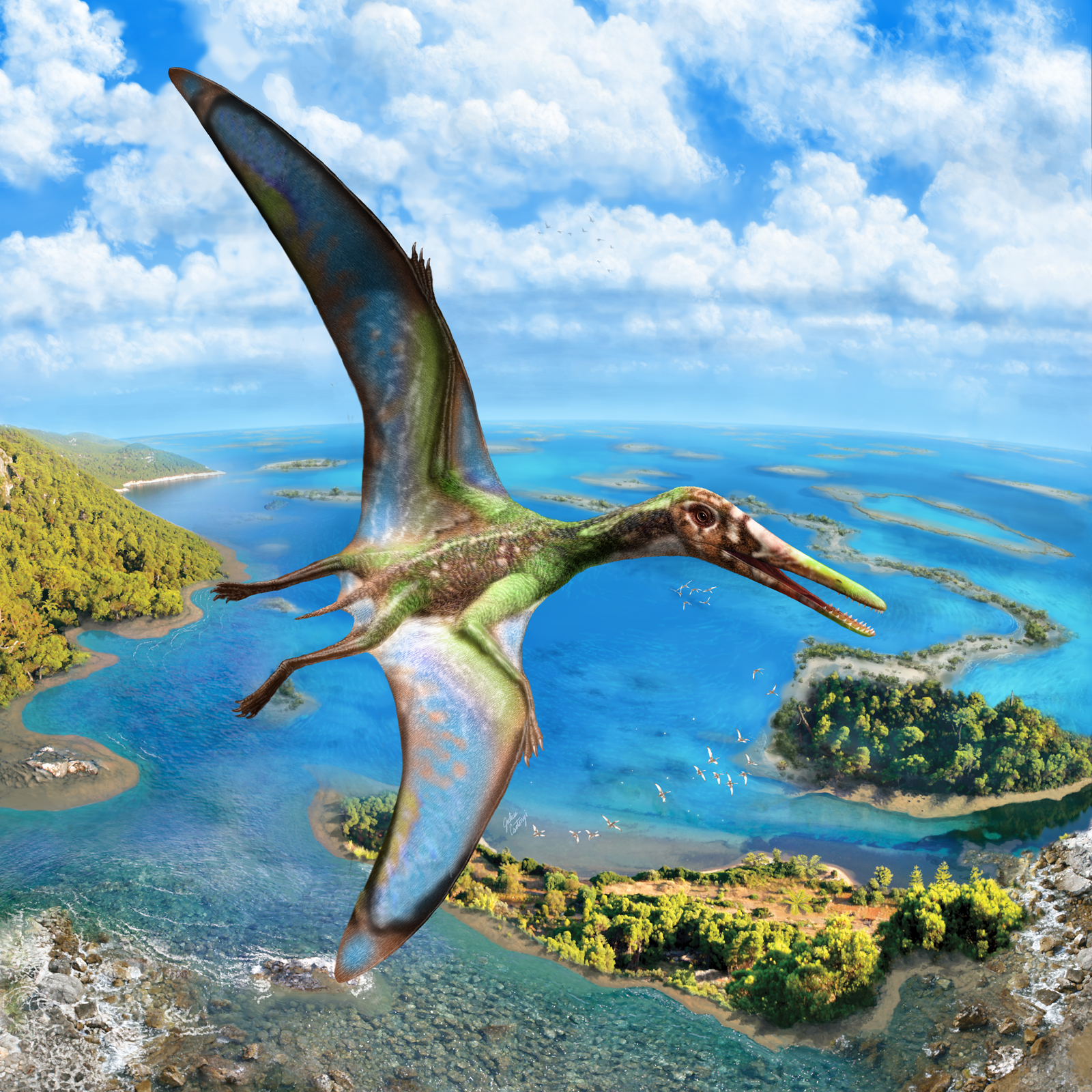 Pterosaur wing appearance when quadrupedal