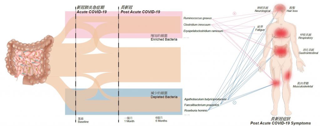 腸道微生態與「長新冠」兩者關係示意圖