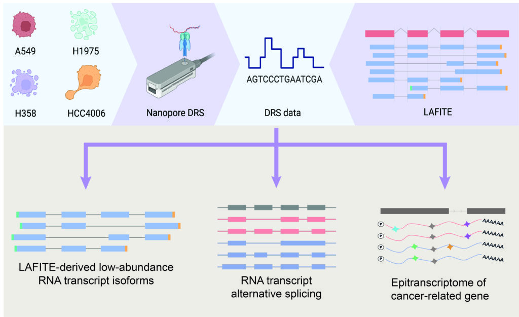 團隊利用 LAFITE 研究了四種肺腺癌細胞系的Nanopore DRS 數據，並成功從癌驅動基因AKT1中識別出一個新型的低豐度全長 RNA 轉錄本，展示新方法在識別低豐度和全長轉錄本的高靈敏度。