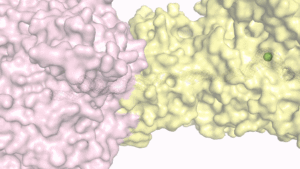 The helper proteins (yellow) bind to the urease (pink) and open a tunnel inside the protein complex. The nickel ion, carried by the helper proteins, gets inside the urease through this tunnel, so that the toxic metal cannot escape to the cell to cause problems.