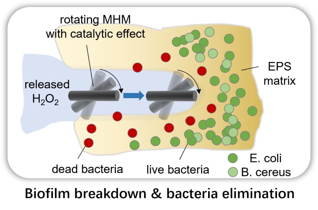 The micromachines can disrupt the biofilm mechanically and kill bacteria cells by catalysing the released hydrogen peroxide solution.