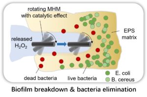 The micromachines can disrupt the biofilm mechanically and kill bacteria cells by catalysing the released hydrogen peroxide solution.