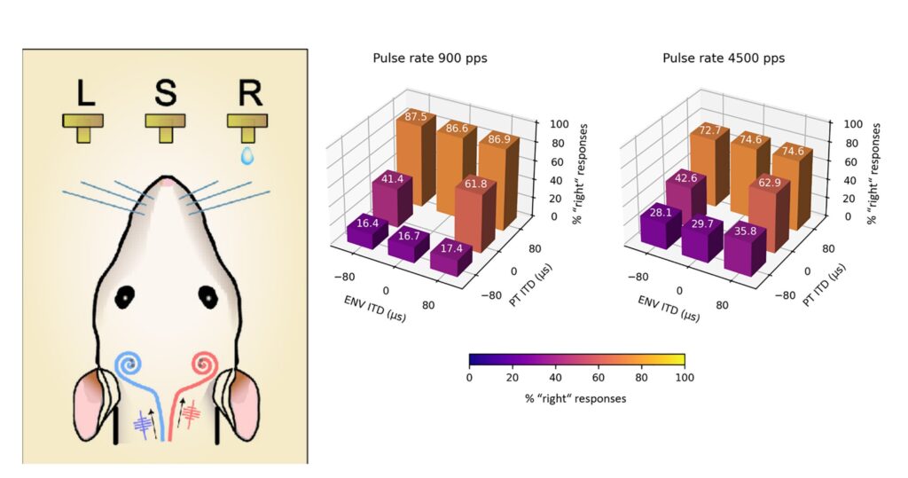 The research team set up two response spouts on both sides (see figure on the left) and a middle sprout to kick-start the experiment, during which electric pulses were delivered to deafened rats fitted with bilateral cochlear implants. <br />
<br />
Findings showed that the rats could quickly learn to lateralise. Based on charts on the right, the perception of deafened rats largely hinged upon the interaural time differences of individual pulses (PT ITD) with an accurate response rate of nearly 90%; and much less on the amplitude of pulse trains (ENV ITD) with an accurate response rate of approximately 17%.