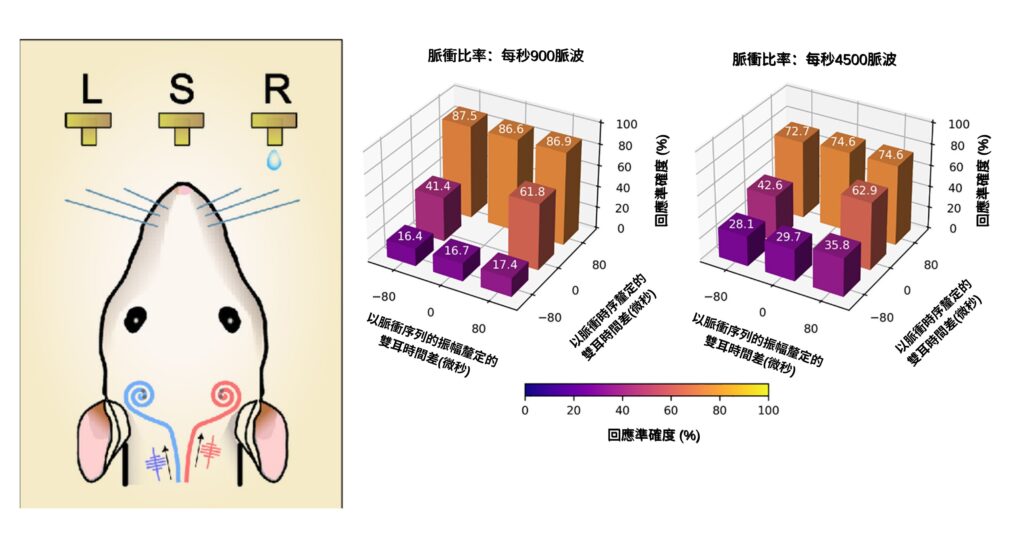 The research team set up two response spouts on both sides (see figure on the left) and a middle sprout to kick-start the experiment, during which electric pulses were delivered to deafened rats fitted with bilateral cochlear implants. <br />
<br />
Findings showed that the rats could quickly learn to lateralise. Based on charts on the right, the perception of deafened rats largely hinged upon the interaural time differences of individual pulses (PT ITD) with an accurate response rate of nearly 90%; and much less on the amplitude of pulse trains (ENV ITD) with an accurate response rate of approximately 17%.<br />
<br />
(See next image for English version)