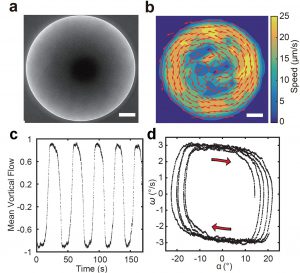 Figure: (a) Microscopy image of a giant vortex formed by the bacterial active matter. (b) Instantaneous velocity field of a giant vortex. Scale bar in a, b is 250 µm. (c) Periodic switching of the rotation direction of a giant vortex, oscillating like a torsional pendulum. (d) Phase space trajectory of an oscillatory giant vortex.