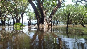 Mangrove forests worldwide host invertebrate assemblages with low functional diversity.<br />
Photo credit: Stefano Cannicci