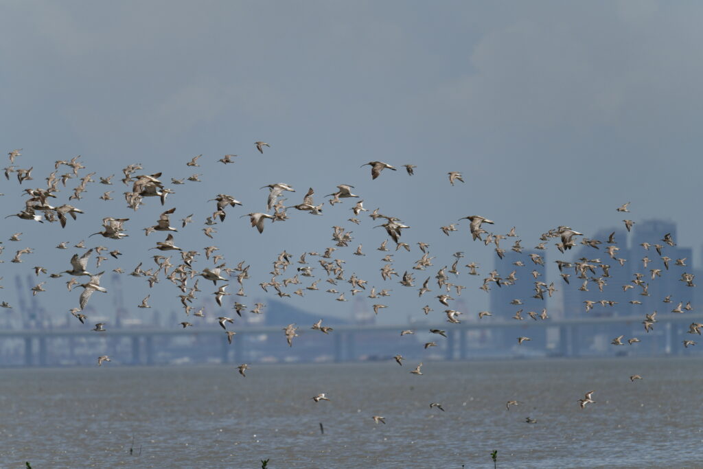 Every winter, tens of thousands of migratory birds visit Hong Kong and roost in Deep Bay, in the northwest of Hong Kong. (Photo: S Y Lee)