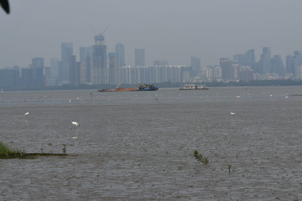Deep Bay is in close proximity to the Shenzhen metropolis. (Photo: S Y Lee)