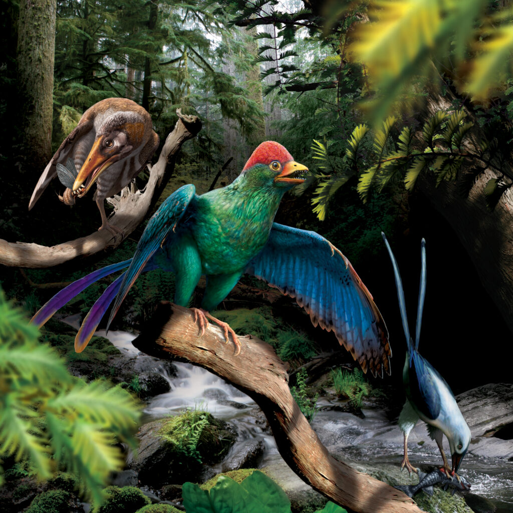 The research team produced a life reconstruction of the early bird Bohaiornis (centre), flanked by Longipteryx (left) and Pengornis (right), which lived during the Early Cretaceous period in what is now Northeastern China. They reconstructed Bohaiornis as eating plants like the pictured conifer, Longipteryx as likely eating invertebrates like the pictured mayfly, and Pengornis as a generalist feeder capable of killing large prey like the pictured fish. Image credit: Julius T. Csotonyi.