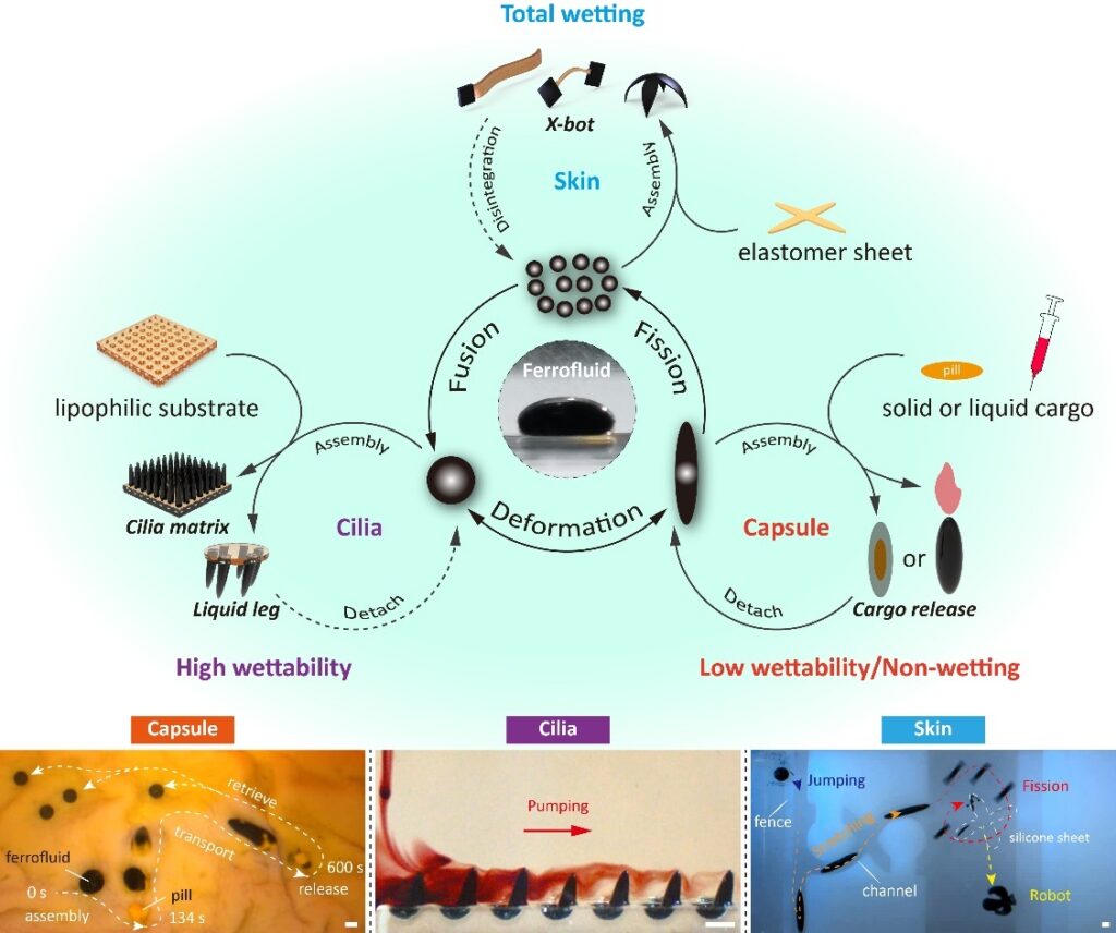 Schematic and experimental snapshots showing the versatility of ferrofluid droplets with three different wetting characteristics, serving as liquid capsules (low wetting), wireless liquid cilia (high wetting) and wireless liquid skin (total wetting), respectively.