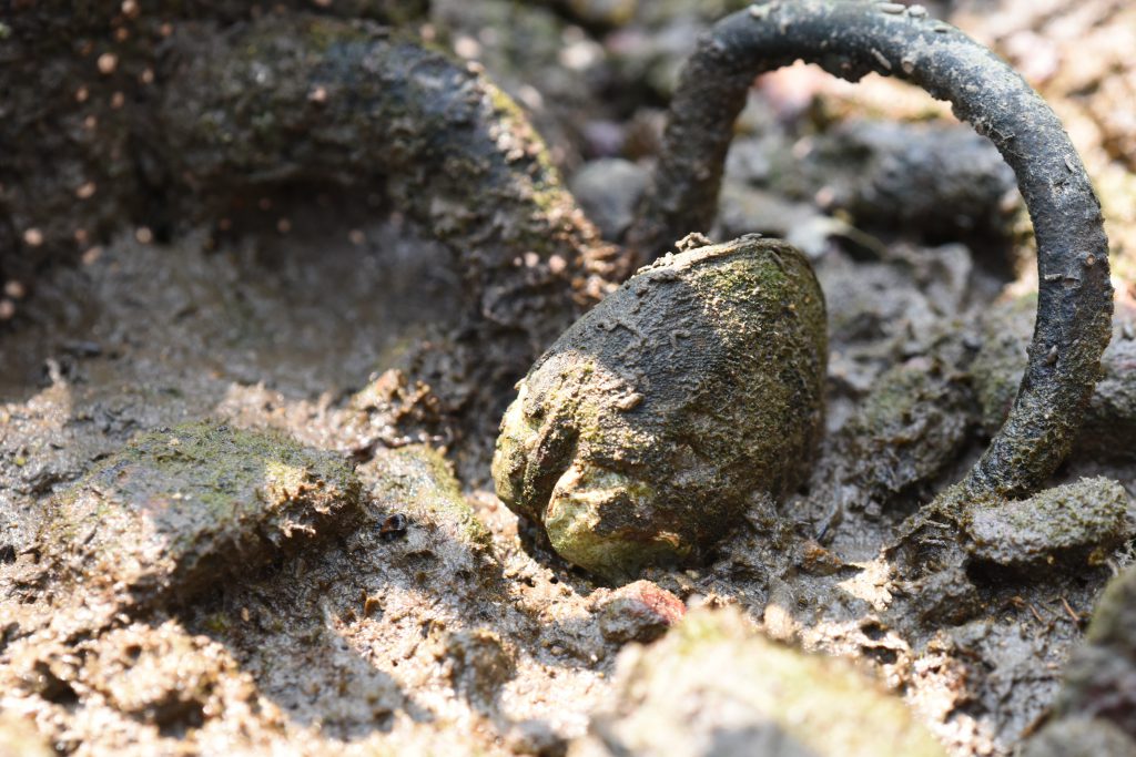 The local mangrove clam Geloina expansa is a filter-feeder but occupies the high-intertidal region of the mangrove forest where tidal inundation is infrequent. This clam has the amazing ability to remain alive for weeks out of water. Photo credit: Joe S Y Lee