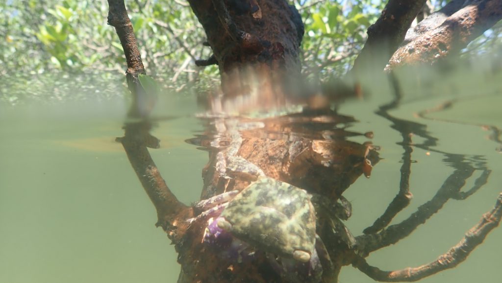 A large number of crabs, such as this Metopograpsus frontalis, find food and shelter in mangrove forests. Photo credit: Stefano Cannicci