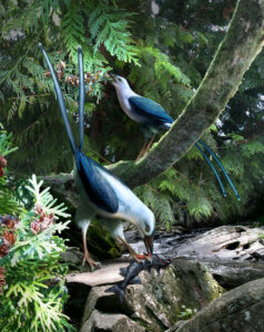 Reconstruction of the early fossil bird Pengornis feeding on a large osteoglossomorph fish (Lycoptera davidi) and fruits of a thuja tree. Lycoptera is related to the living Asian arowana or “dragonfish”. Thujas are a group of cypress trees common in the northern hemisphere and beloved by many groups of living birds. Miller et al. describe Pengornis as adapted for eating a variety of foods such as fish and fruit. Image credit: Julius T. Csotonyi.