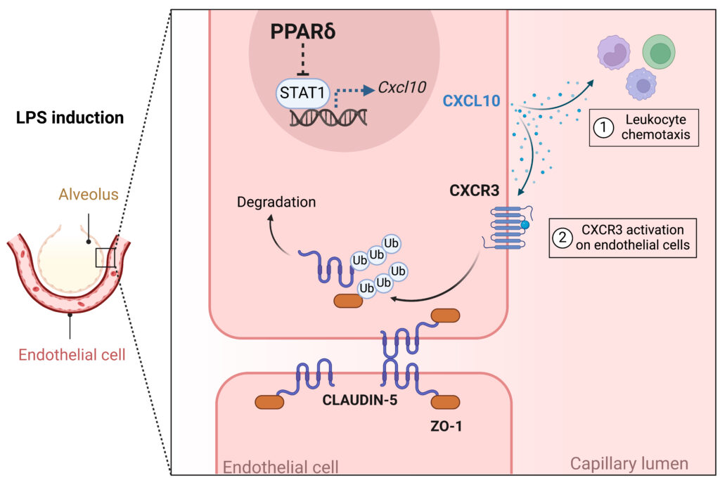 Dr Hong’s doctoral research reveals novel insights into how inflammation disrupts the delicate barrier of blood vessels, particularly in life-threatening conditions like sepsis and acute lung injury.
