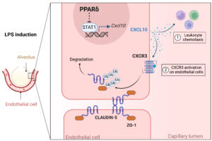 Dr Hong’s doctoral research reveals novel insights into how inflammation disrupts the delicate barrier of blood vessels, particularly in life-threatening conditions like sepsis and acute lung injury.