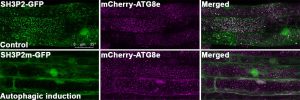 (Upper panel) SH3P2 is recognised by ATG8 and delivered to the vacuole successfully. (Bottom panel) A mutation form of SH3P2 which does not interact with ATG8 fail to be transported into the vacuole.