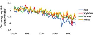 This graph shows the yield trends when climate change in the RCP8.5 scenario is considered, compared to a scenario when climate change is not considered. It shows that rice is the most sensitive staple crop to extreme weather events caused by climate change.