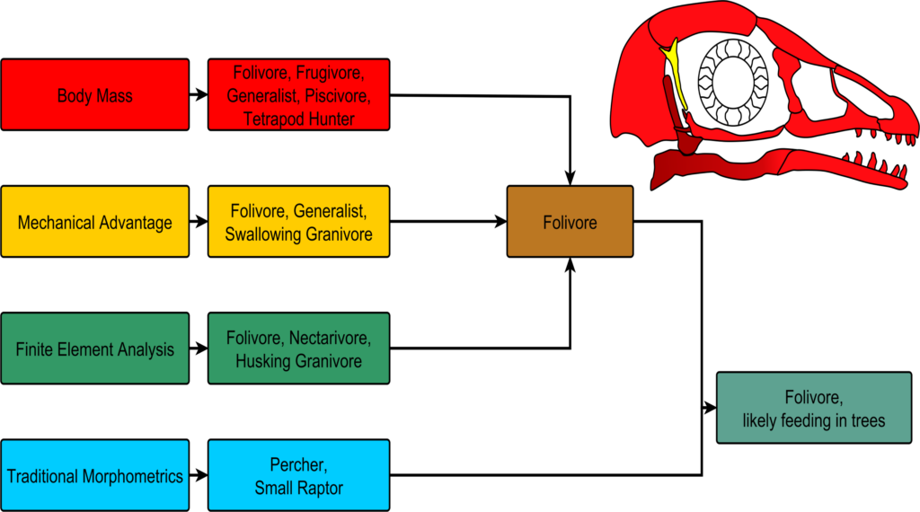 Flow chart depicting how the four study methods were used by the research team. The methods were combined to reconstruct the diet of the early fossil bird Bohaiornis. A reconstruction of the bird’s skull is given in the upper right corner. Image credit: Miller et al.