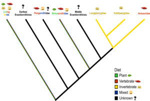Simplified family tree mapping the evolution of enantiornithine diet. The diets of Bohaiornithidae, Longipterygidae and Pengornithidae are supported by quantitative evidence, the others by qualitative evidence. Image credit: Miller et al.