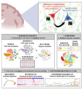 The novel bioinformatics analysis workflow enables the CUHK research team to identify the specific markers of senescing neurons in different stages of the cell cycle, and their relationship with disease-related genes.